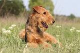 AIREDALE TERRIER 192